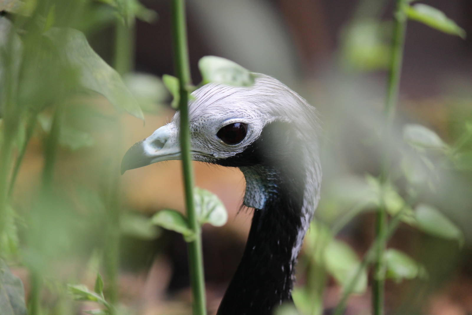 Burgers' Bush - Gray's blue-throated piping guan