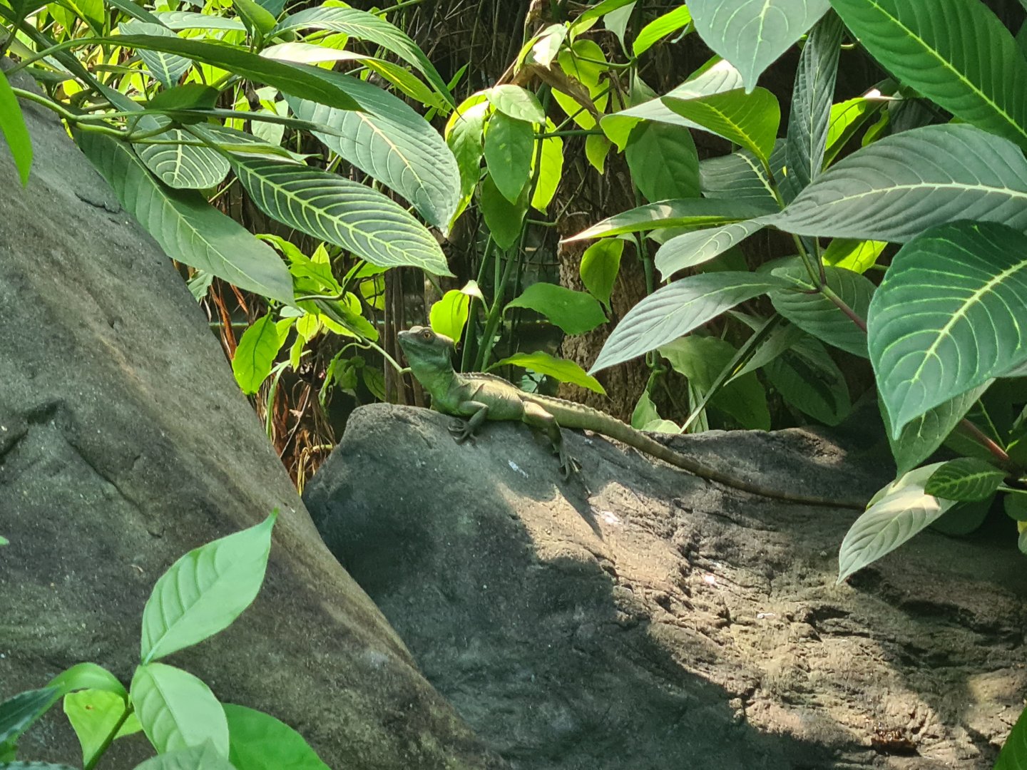 Burgers' Bush - Green basilisk