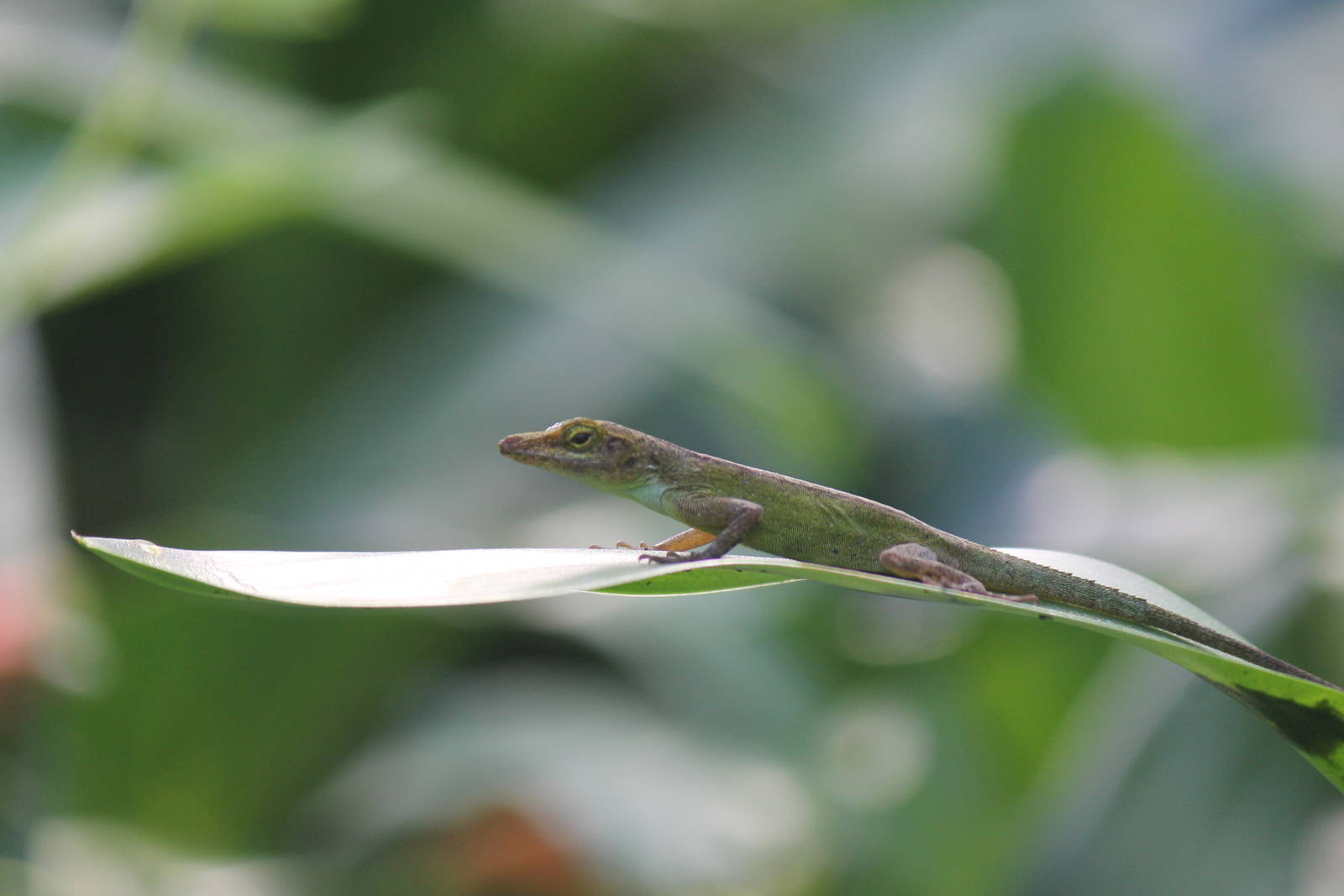 Burgers' Bush - Guadeloupean anole