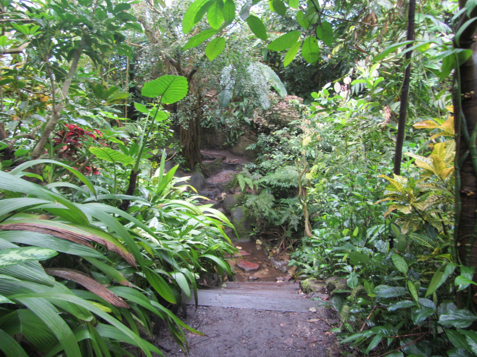 Burgers' Bush - Junglepath