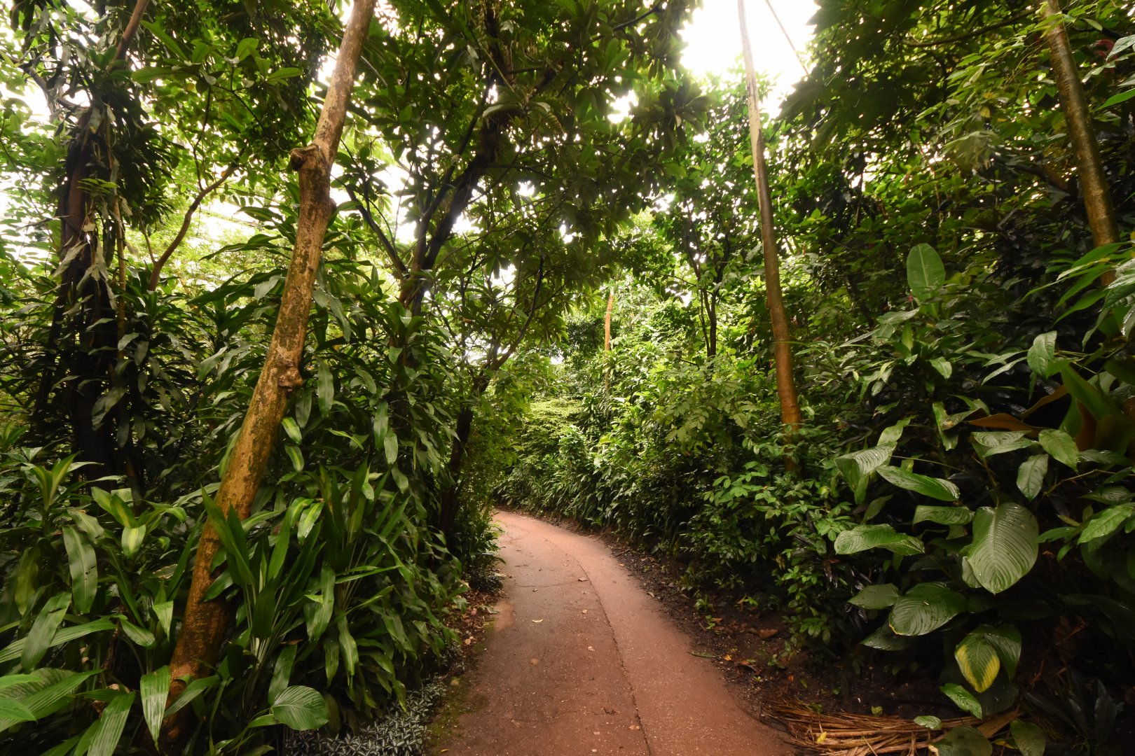 Burgers' Bush - Old walking paths
