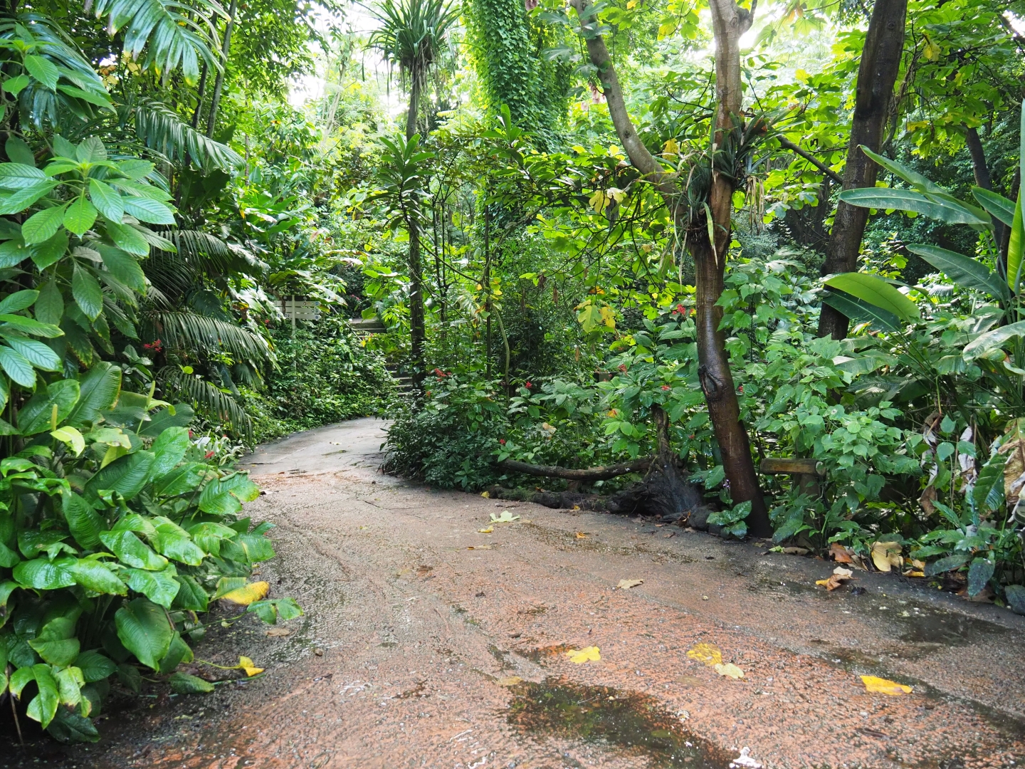 Burgers' Bush pathway (Sep 16th, 2018)