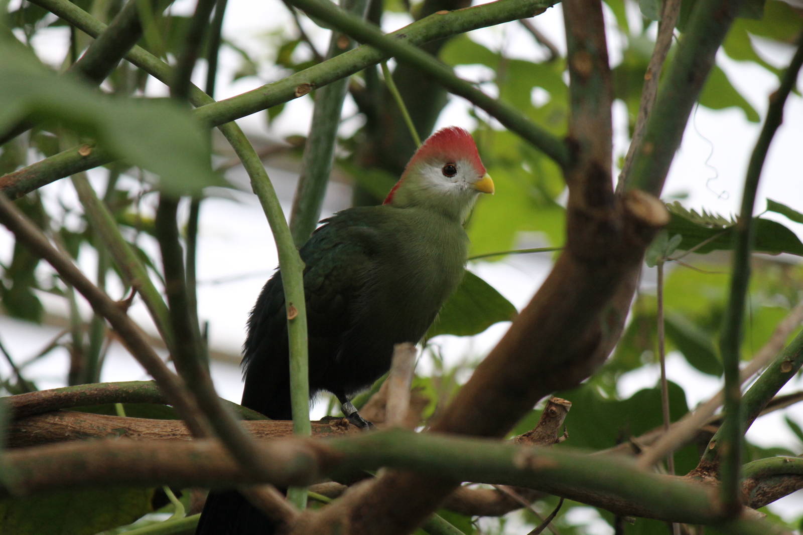 Burgers' Bush - Red-crested turaco