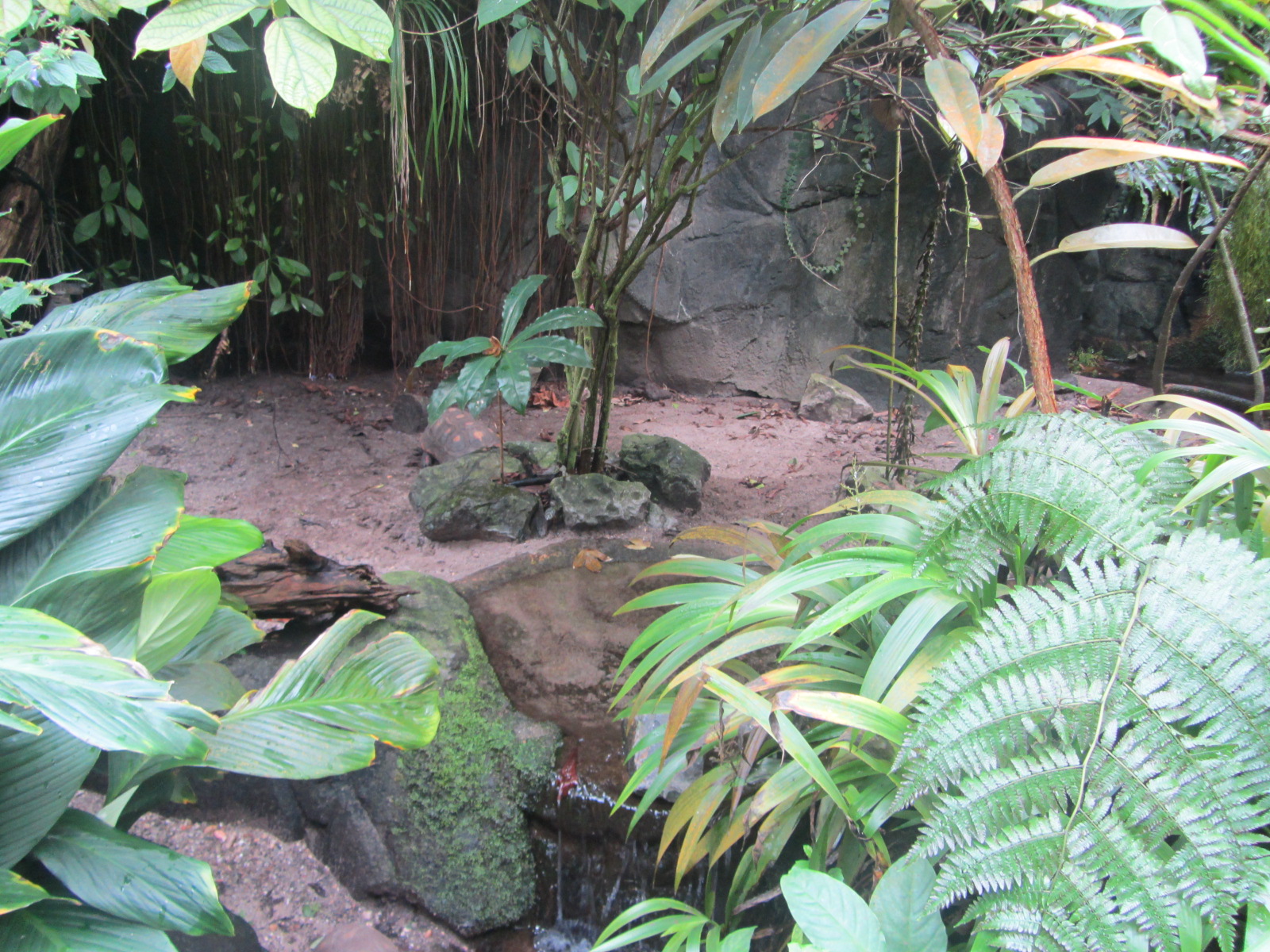 Burgers' Bush - Red-footed tortoise enclosure