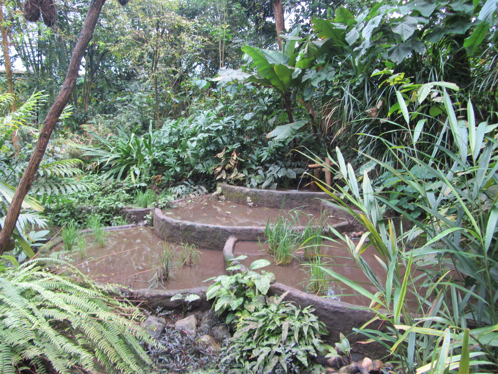 Burgers' Bush - Rice field