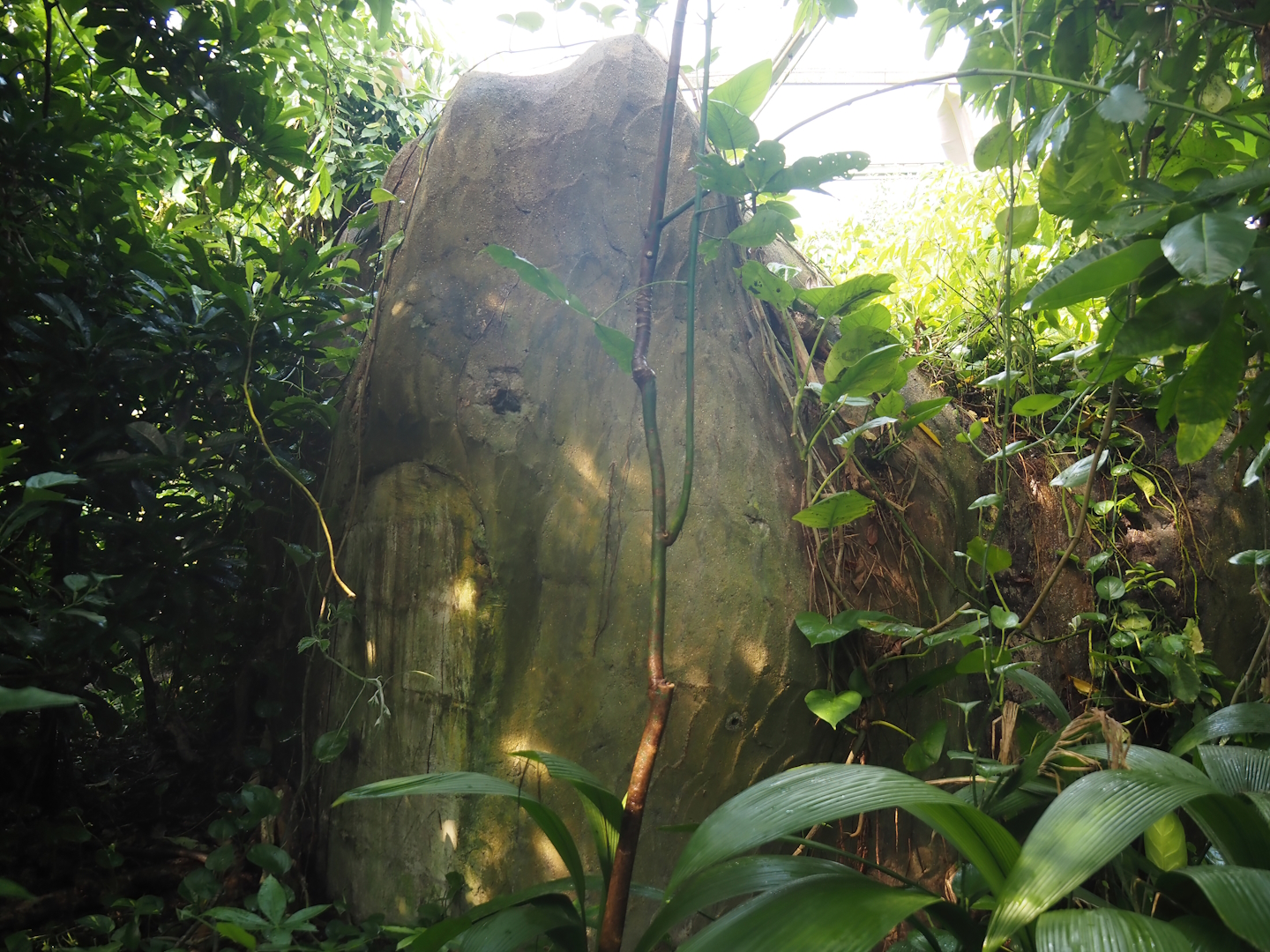 Burgers' Bush - Rock serving as a cave for Seba's short-tailed bats, 2025-05-17