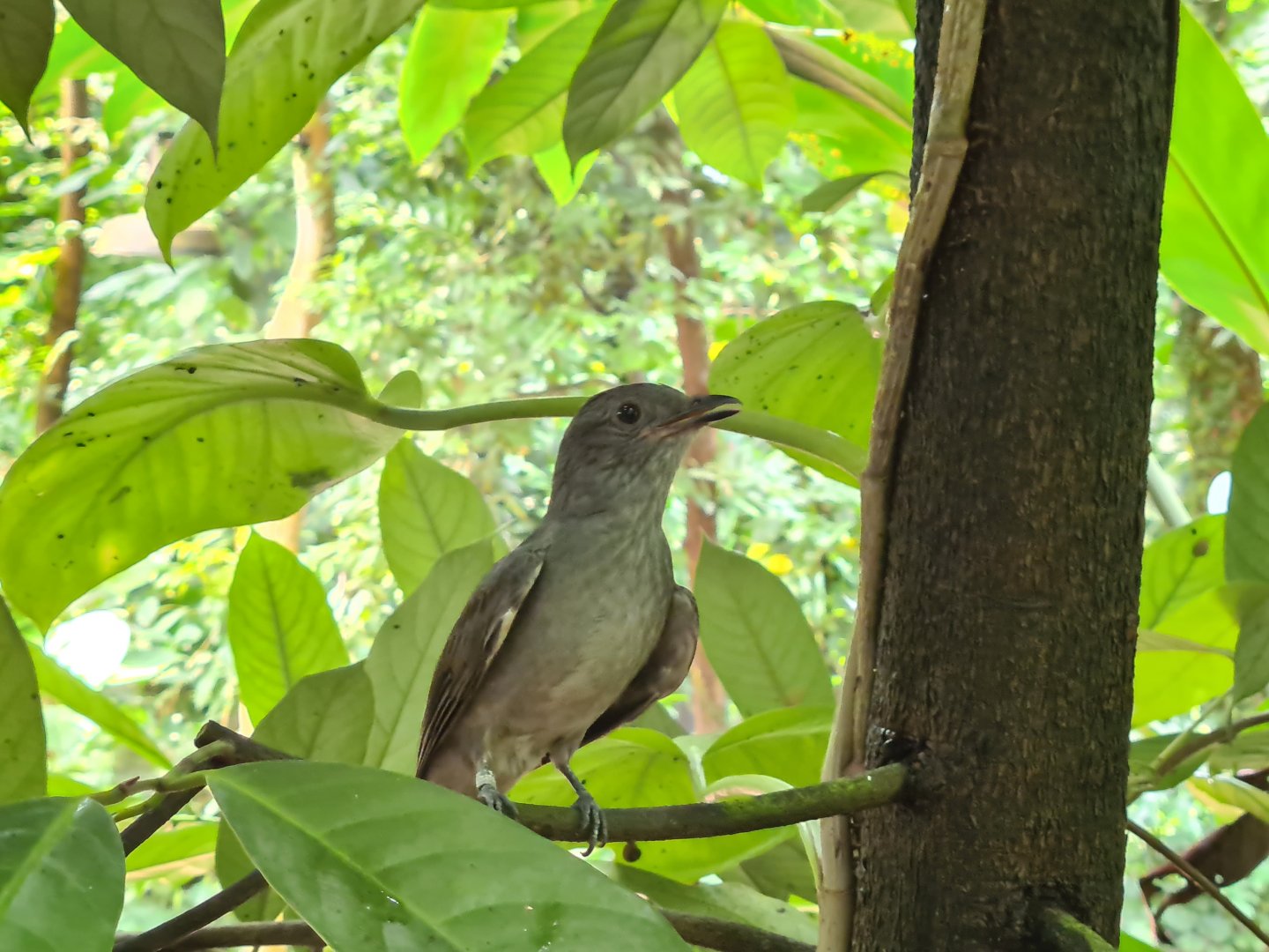 Burgers' Bush - Screaming piha close-up