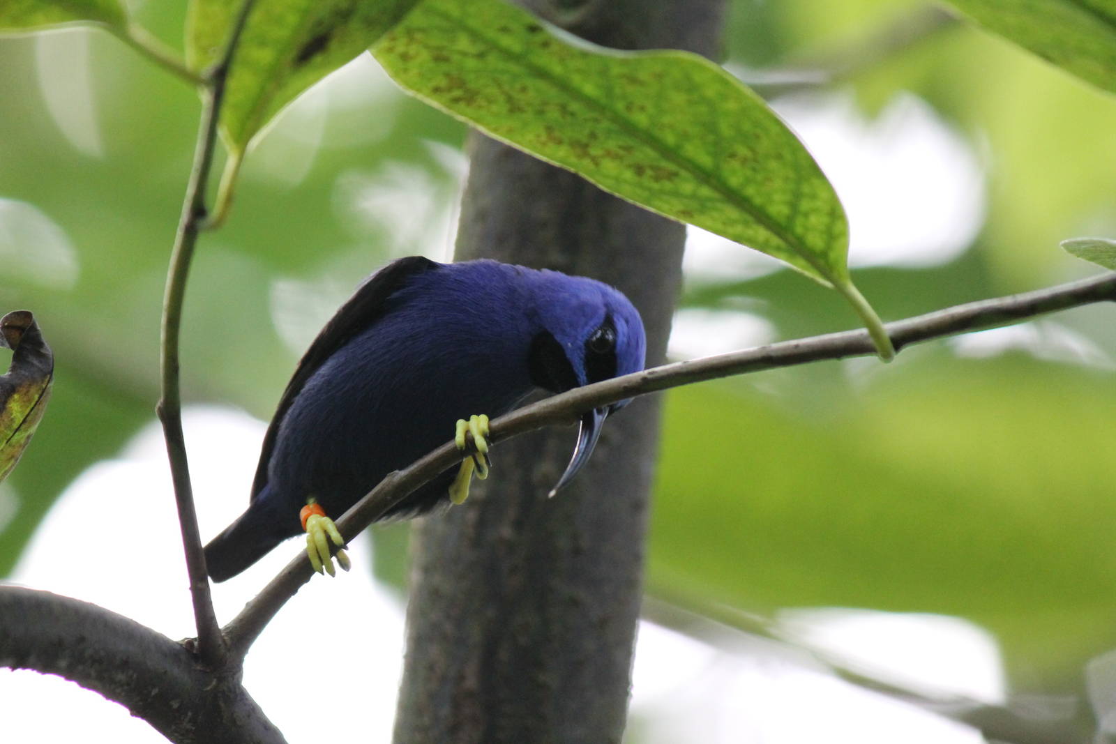 Burgers' Bush - Shining honeycreeper