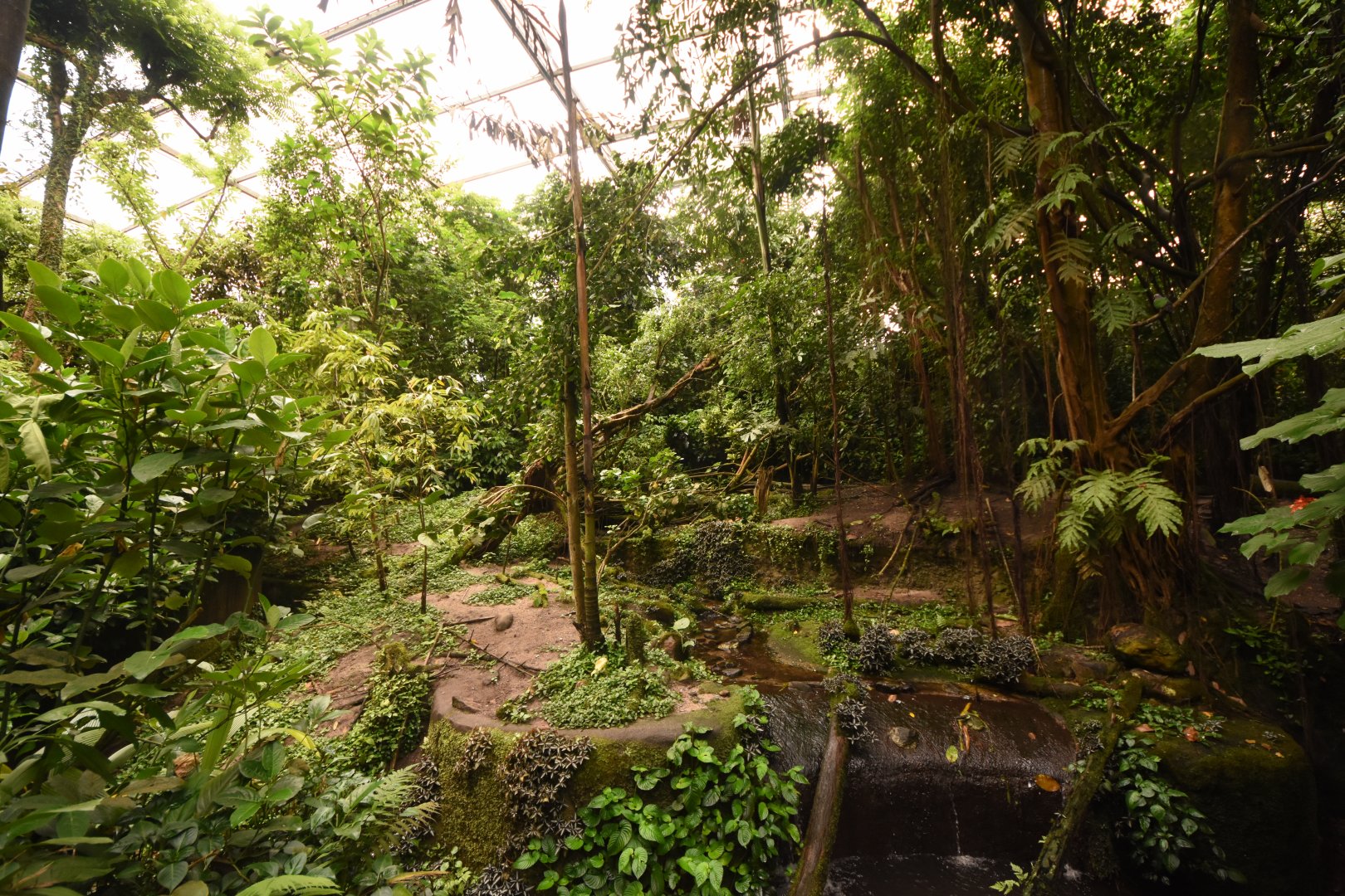 Burgers' Bush - Small-clawed Otter enclosure