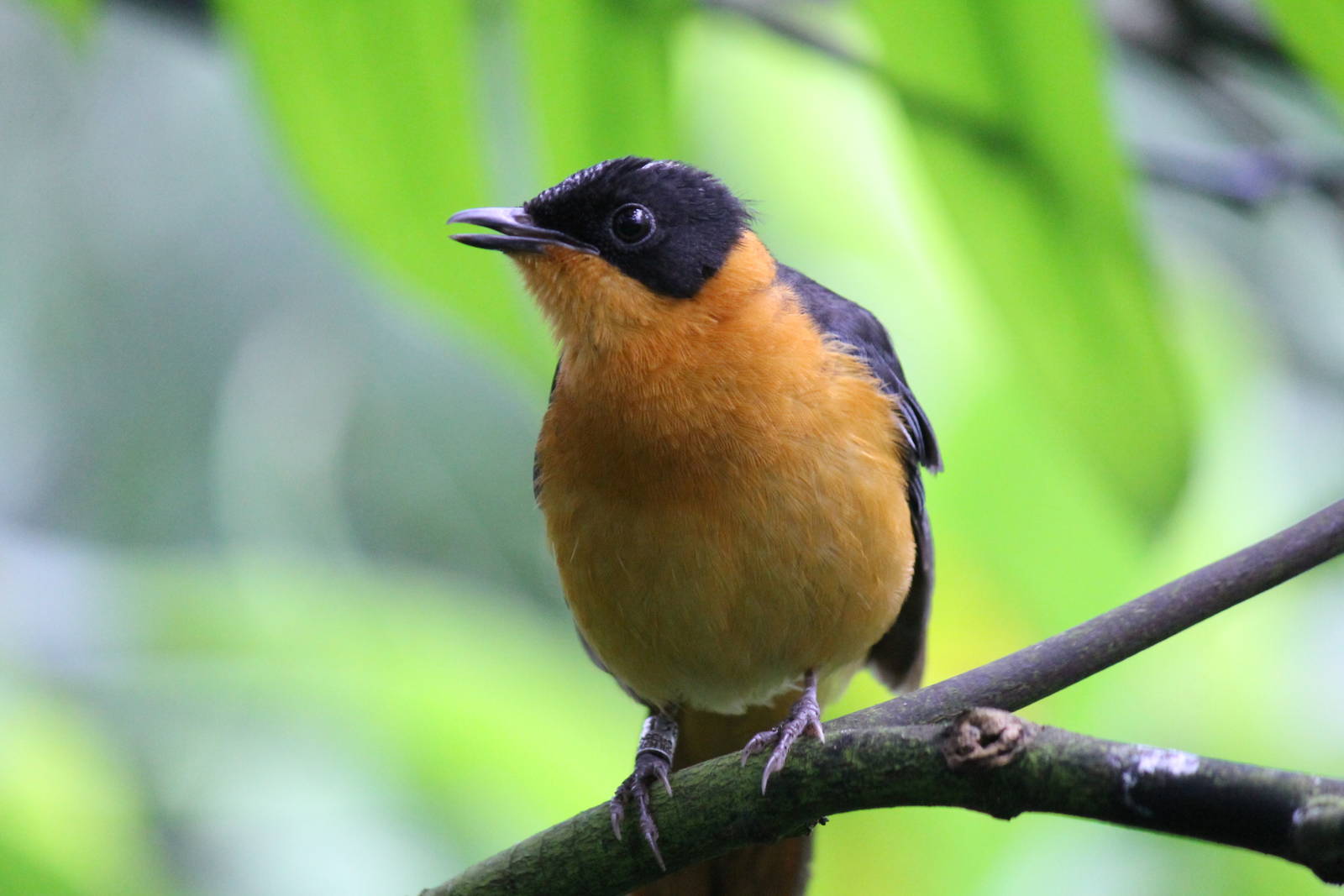 Burgers' Bush - Snowy-crowned robin-chat