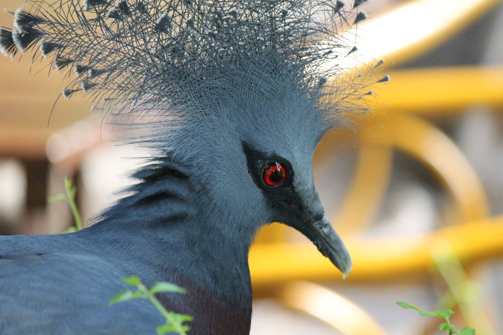 Burgers' Bush - Victoria crowned pigeon