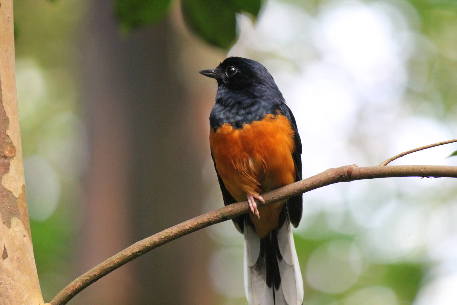 Burgers' Bush - White-rumped shama