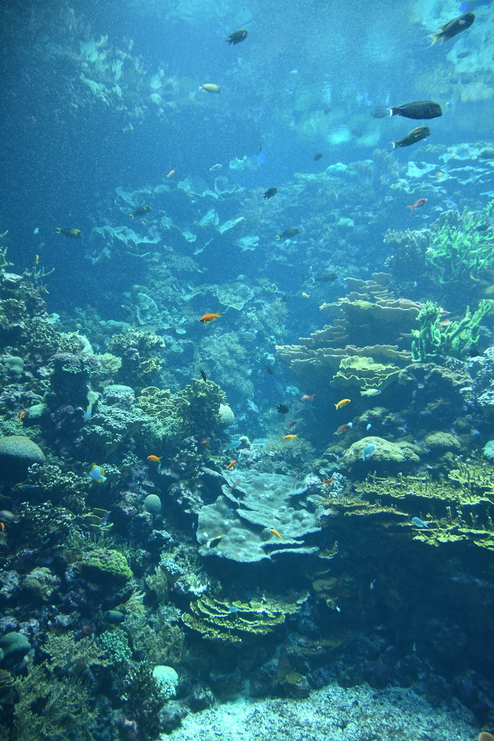 Burgers' coral reef
