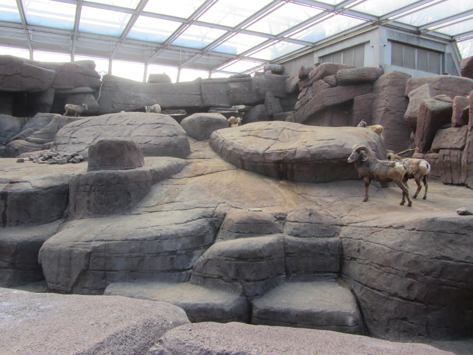 Burgers' Desert - Bighorn sheep enclosure