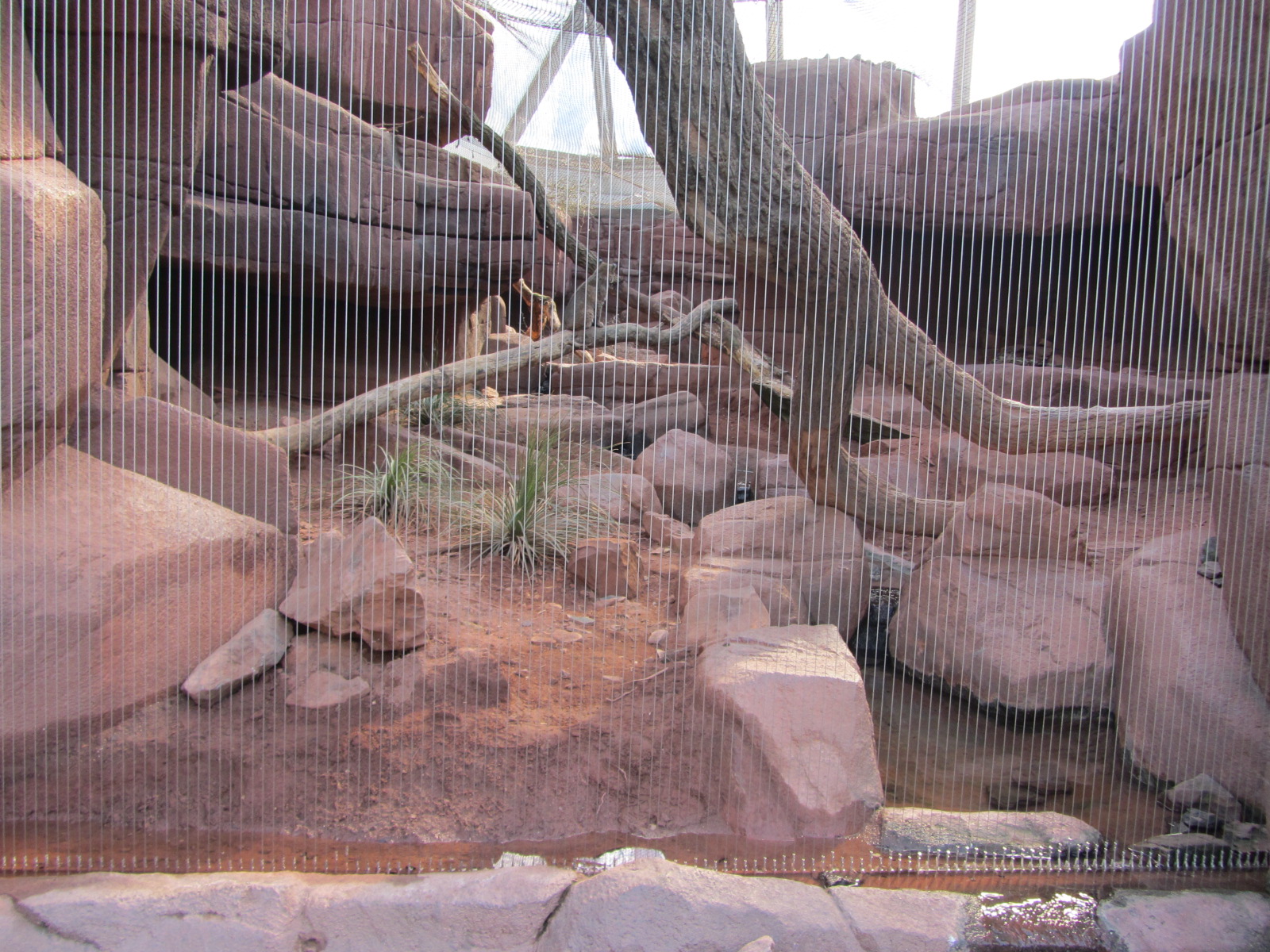 Burgers' Desert - Bobcat enclosure