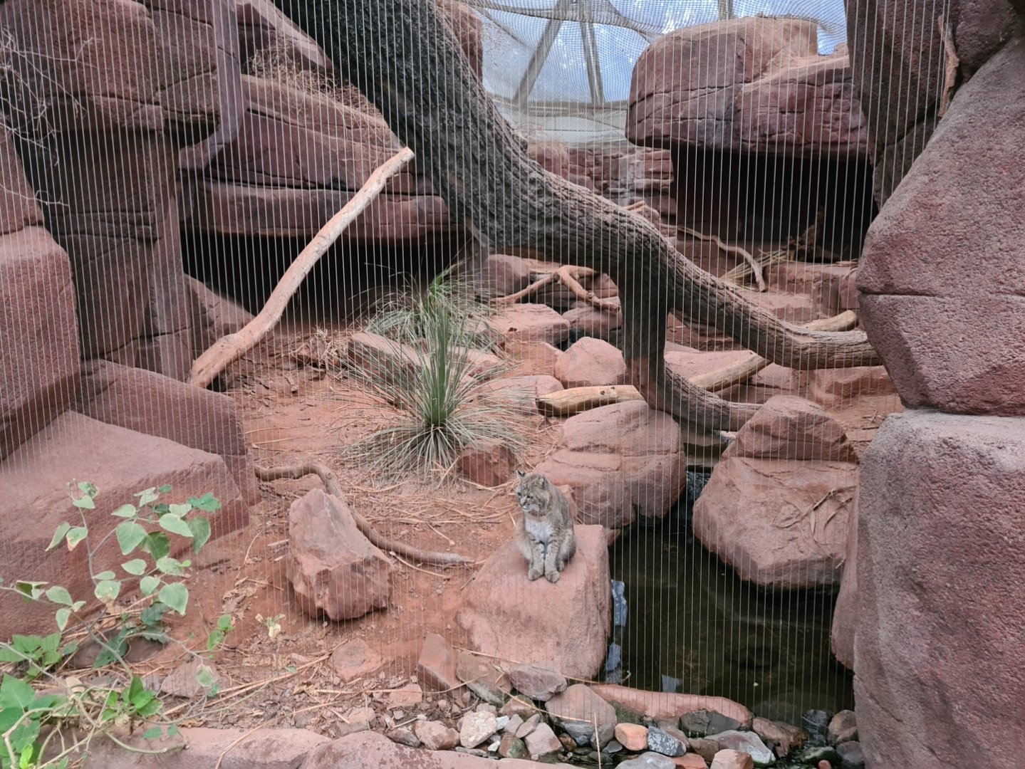 Burgers' Desert - Bobcat enclosure