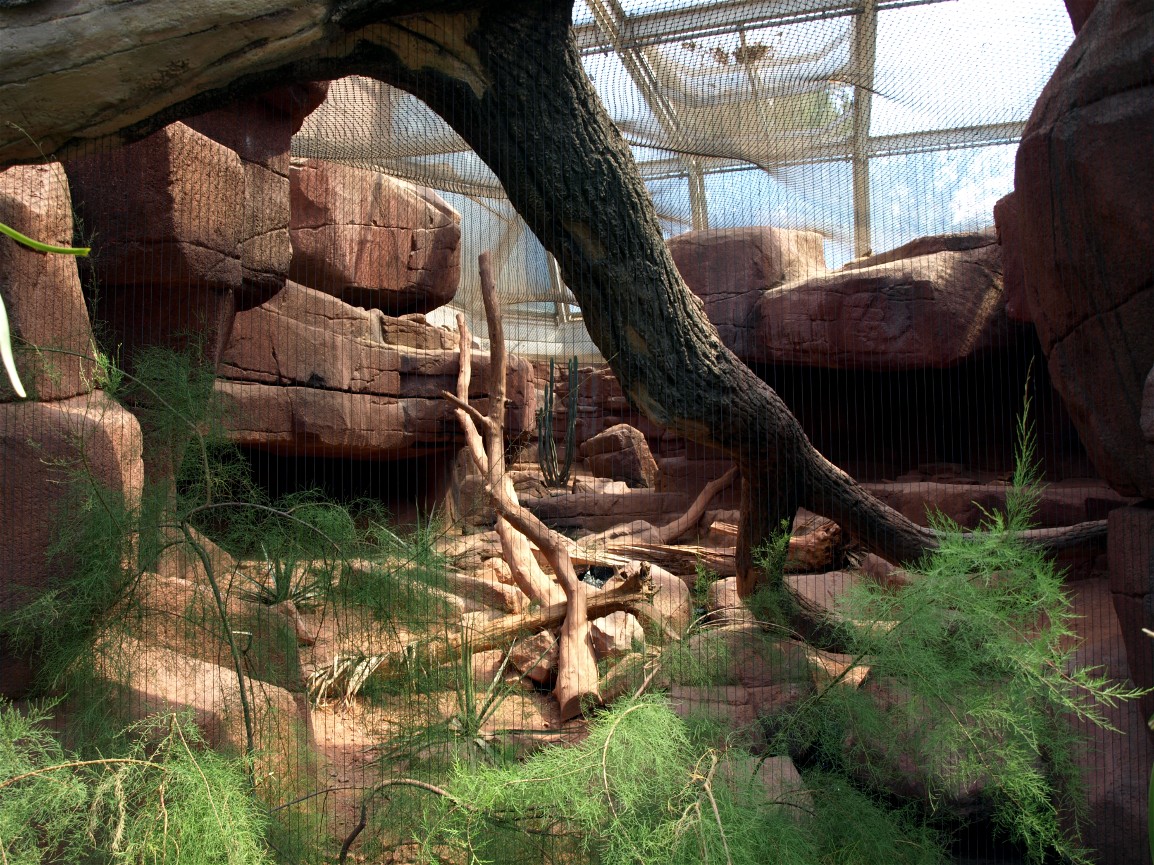 Burgers Desert - Bobcat exhibit