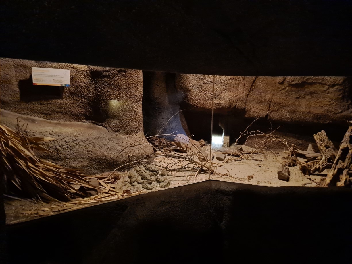 Burgers' Desert - Cactus deermouse enclosure