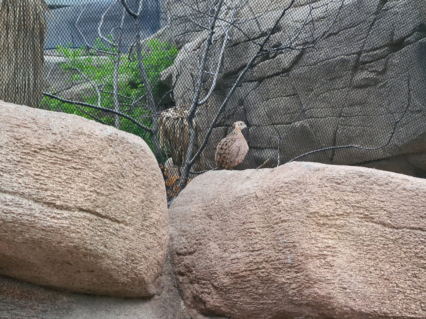 Burgers' Desert - Escaped Montezuma quail