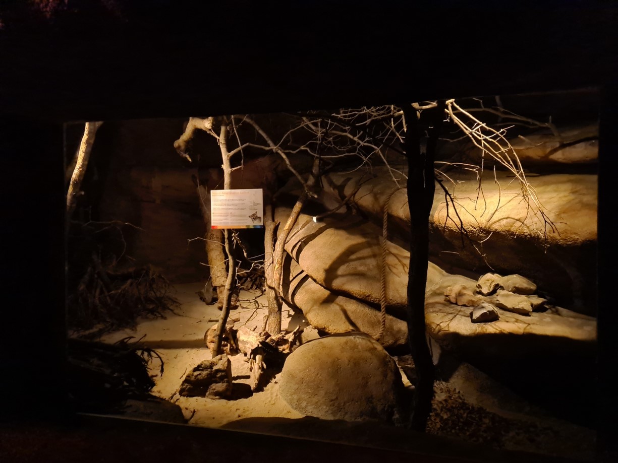 Burgers' Desert - First ringtail enclosure