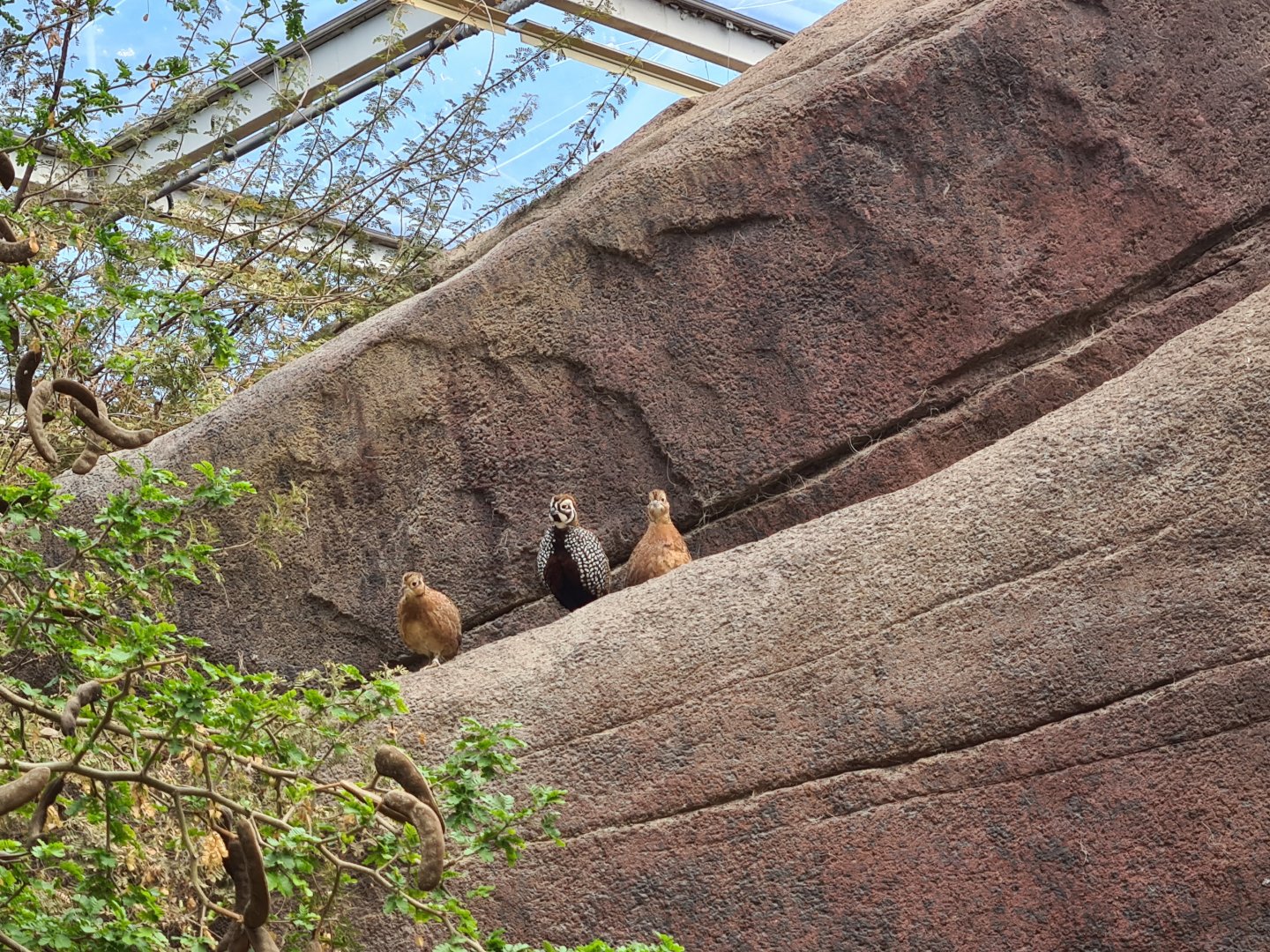 Burgers' Desert - Free-roaming Montezuma quail