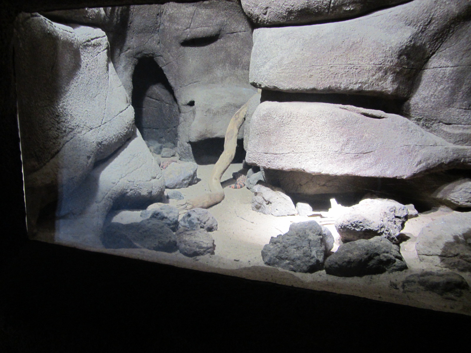 Burgers' Desert - Gila monster enclosure