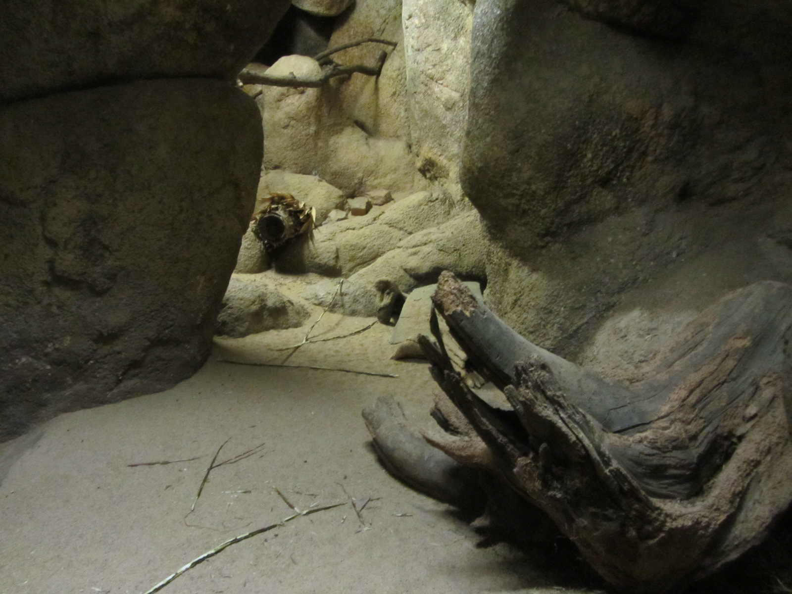 Burgers' Desert - Hispid cotton rat enclosure