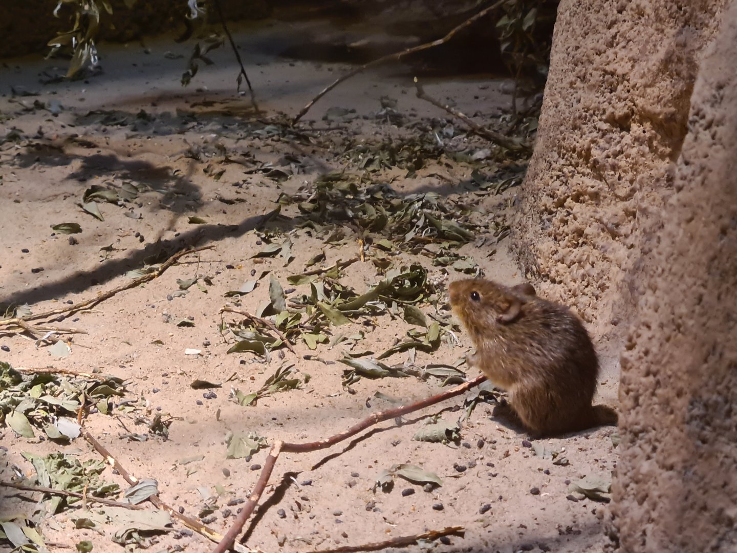 Burgers' Desert - Hispid cotton rat