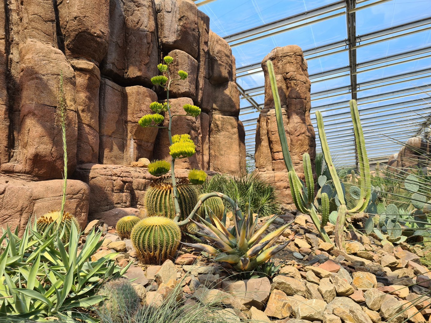 Burgers' Desert - Landscape and cacti