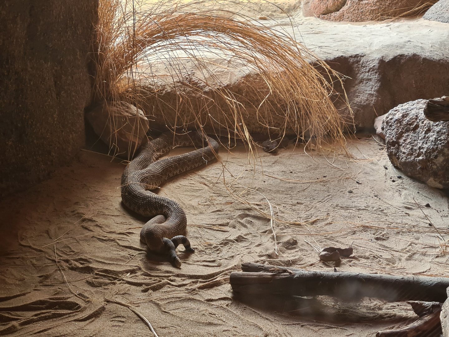 Burgers' Desert - Mating rattlesnakes