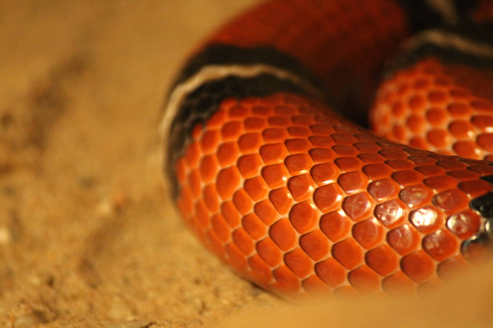 Burgers' Desert - Milk snake detail