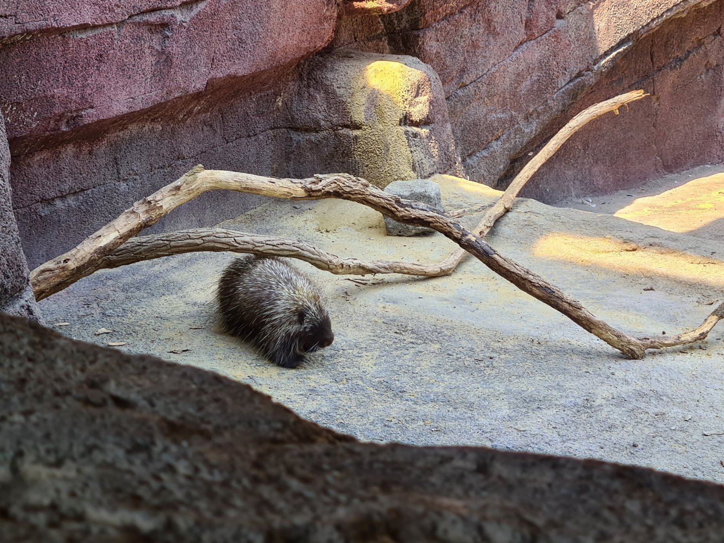 Burgers' Desert - North American porcupine