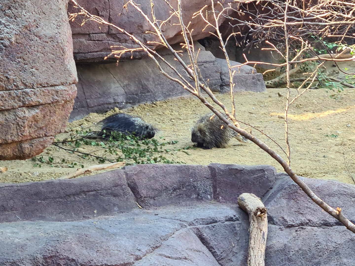 Burgers' Desert - North American porcupines