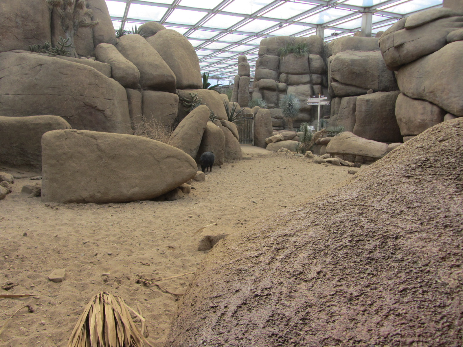 Burgers' Desert - Peccary enclosure