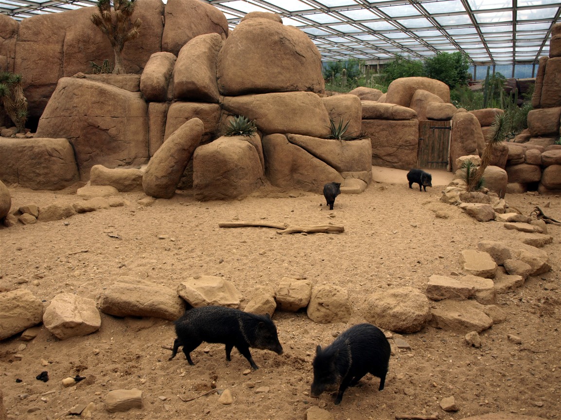 Burgers Desert - Peccary exhibit