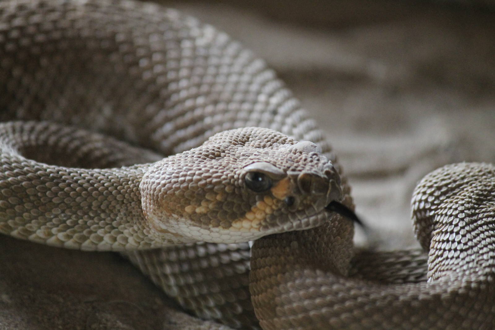 Burgers' Desert - Red diamond rattlesnake