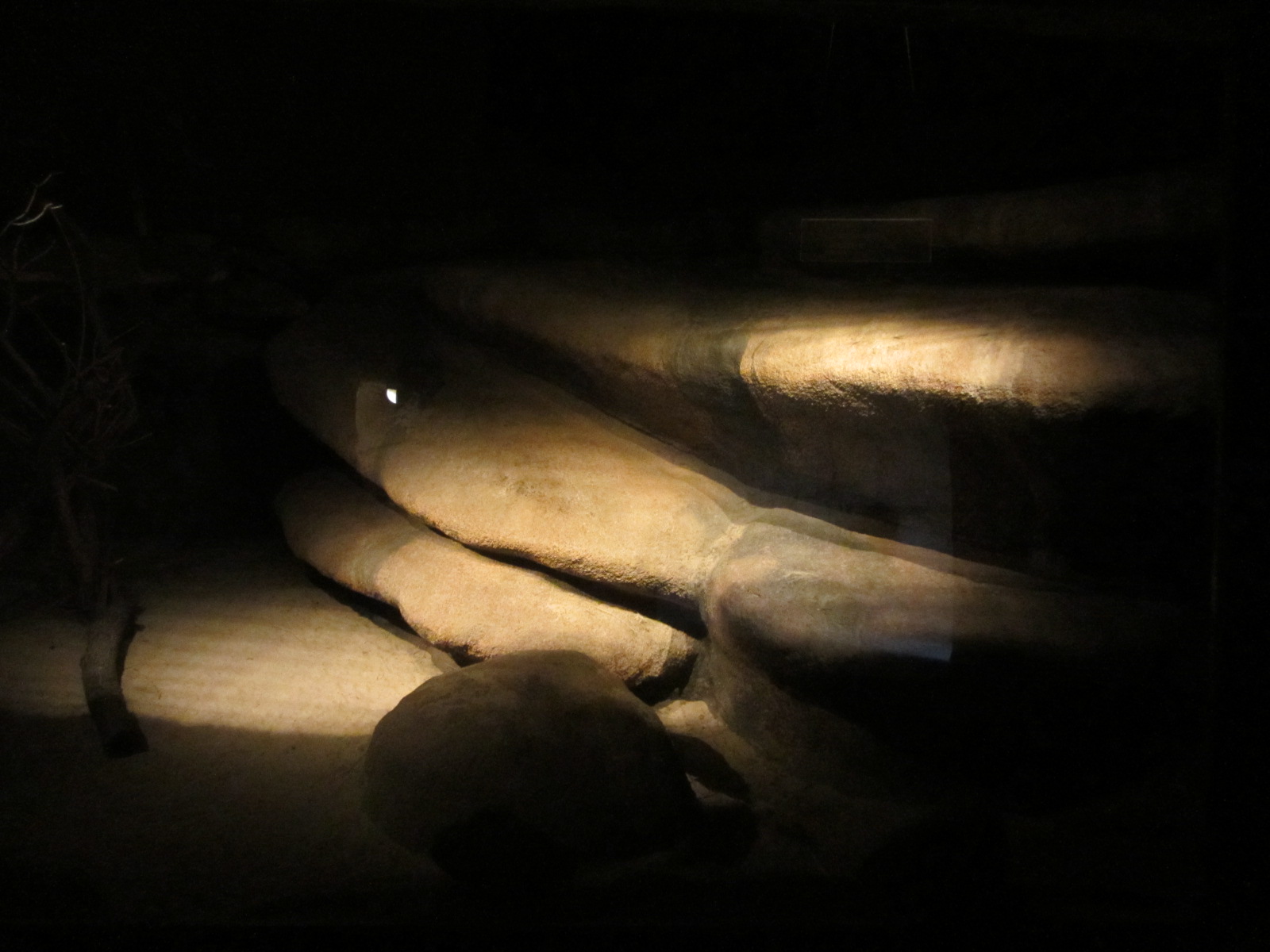 Burgers' Desert - Ring-tailed cat enclosure #1