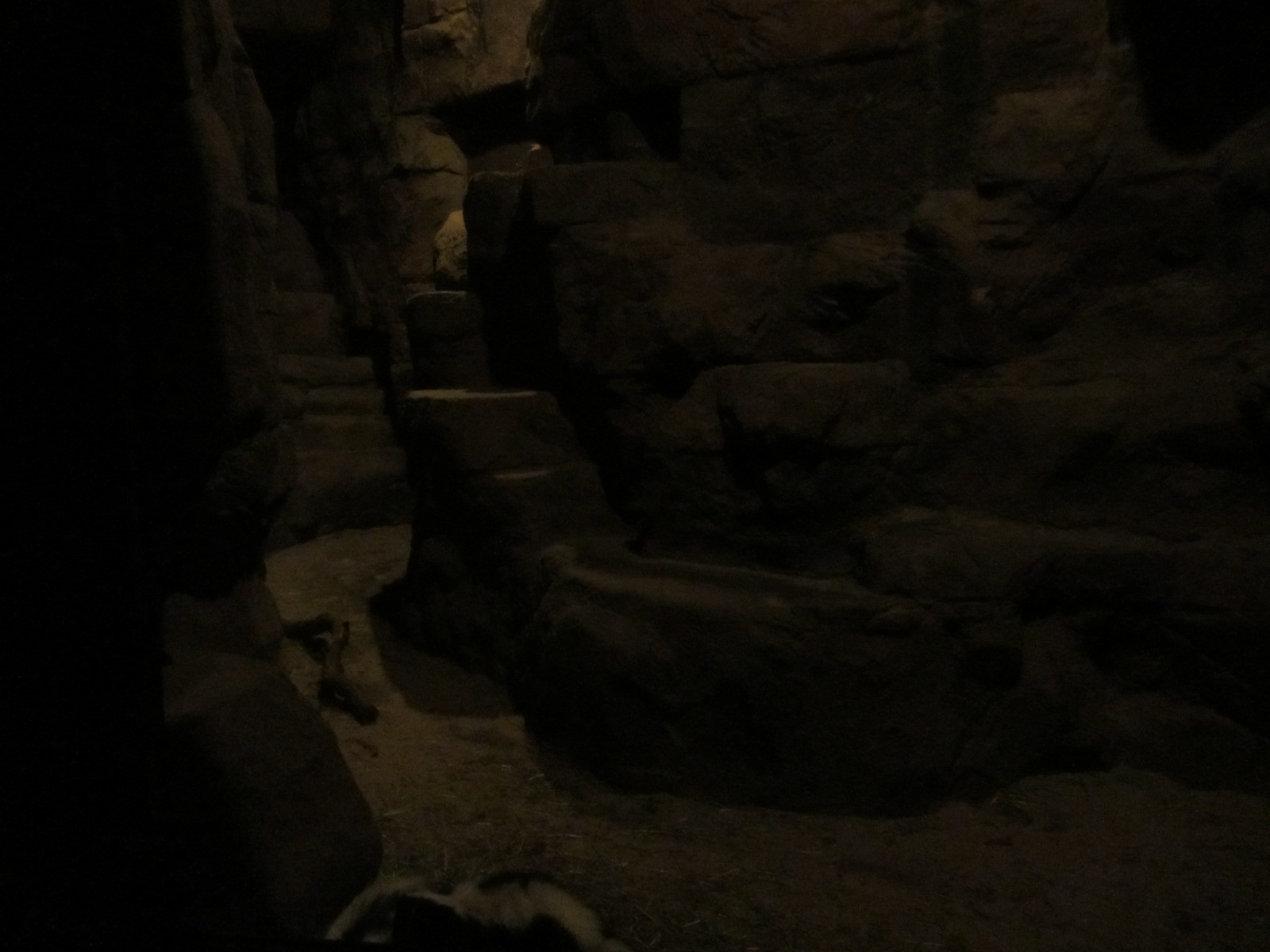 Burgers' Desert - Ring-tailed cat enclosure #2