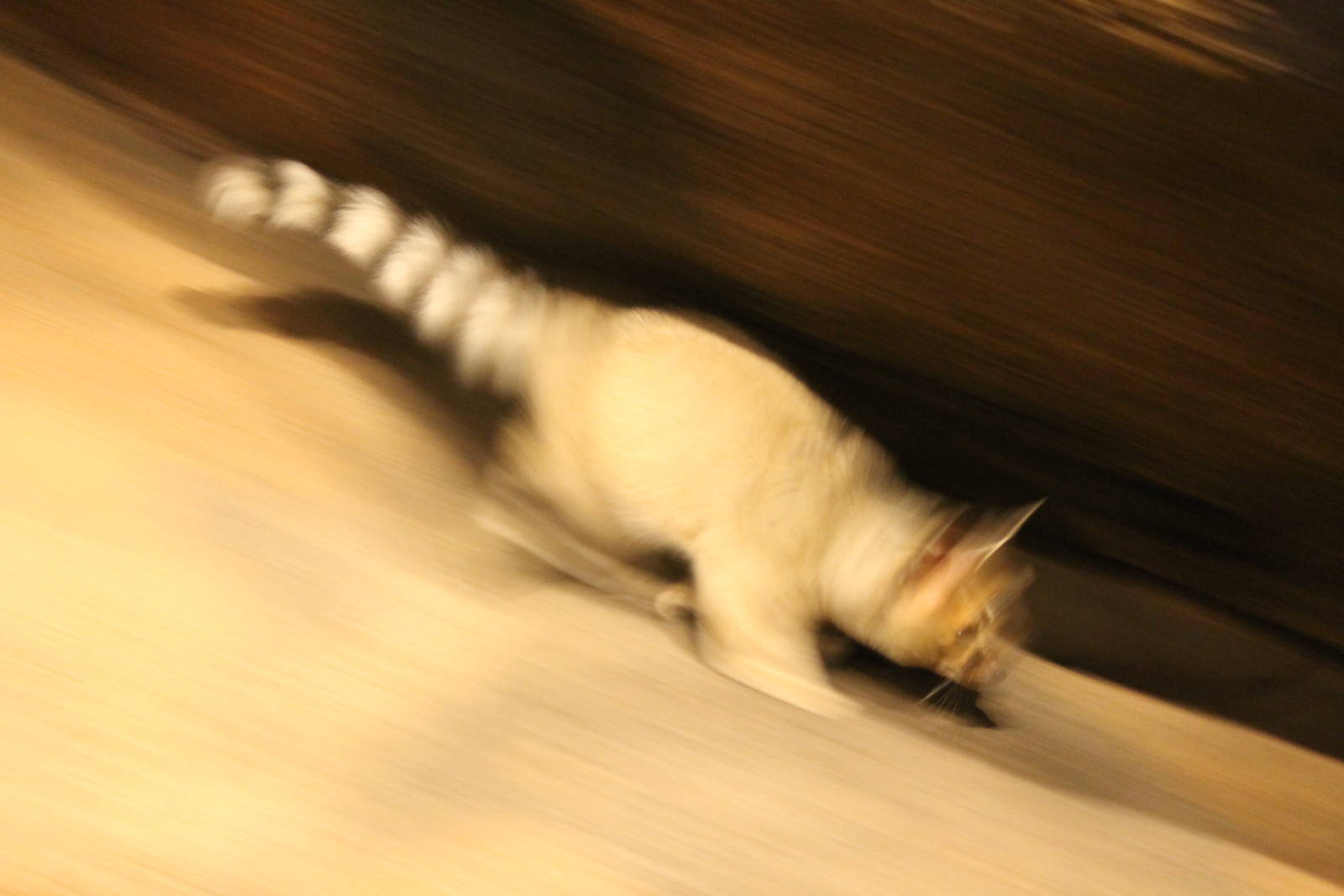Burgers' Desert - Ring-tailed cat