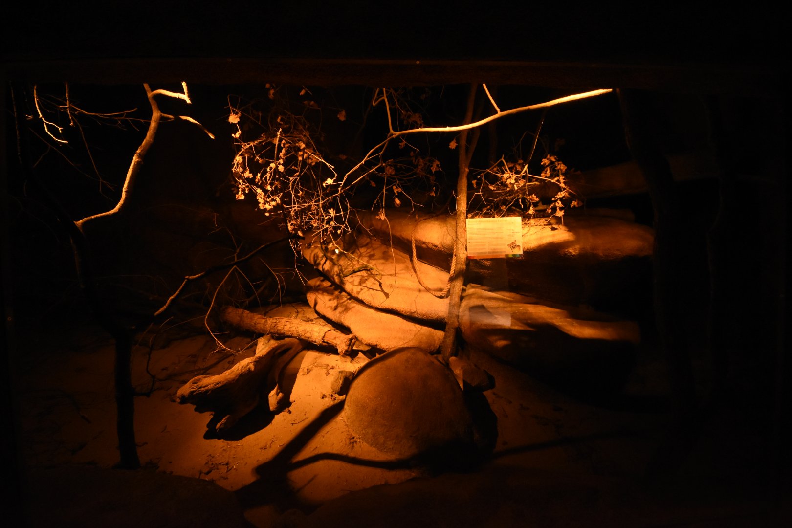 Burgers' Desert - Ringtail enclosure