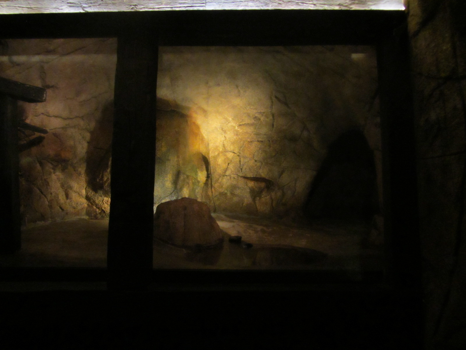 Burgers' Desert - Seba's short-tailed bat enclosure