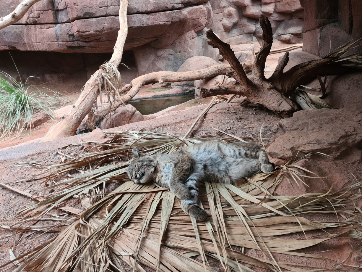 Burgers' Desert - Sleeping bobcat