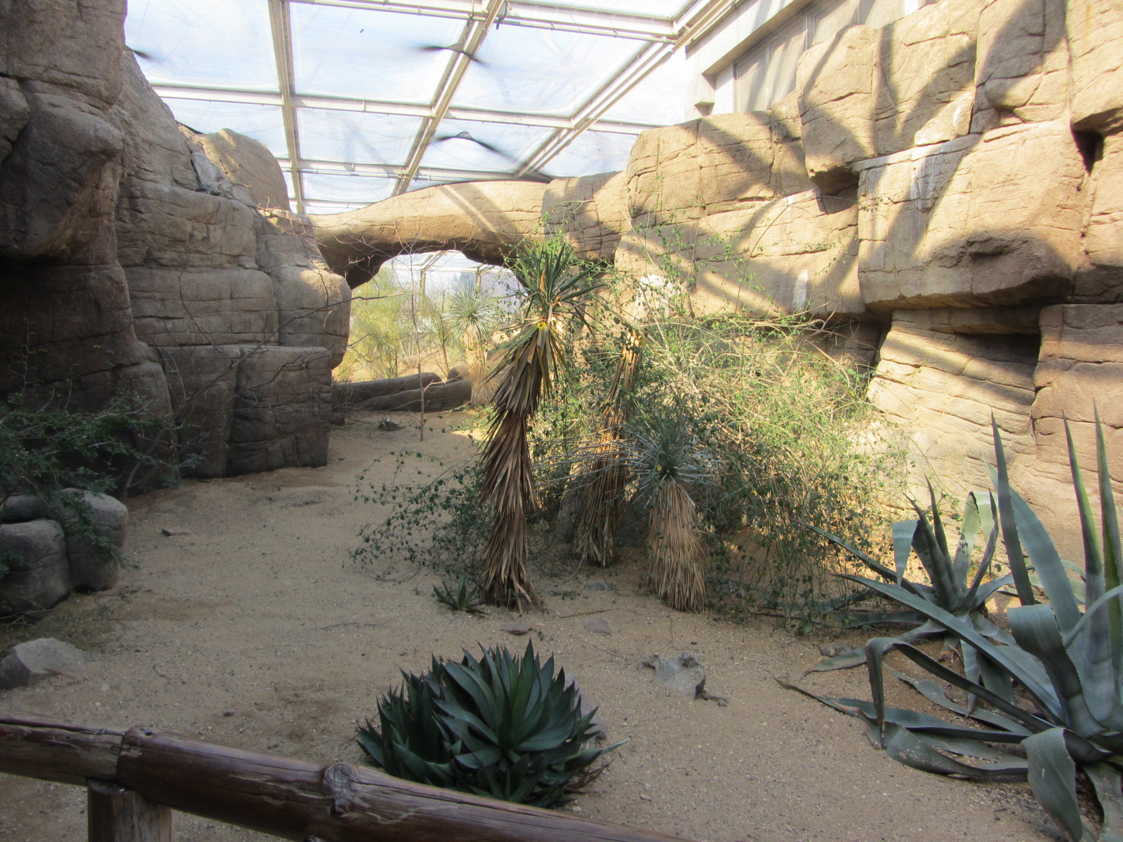 Burgers' Desert - Socorro dove aviary
