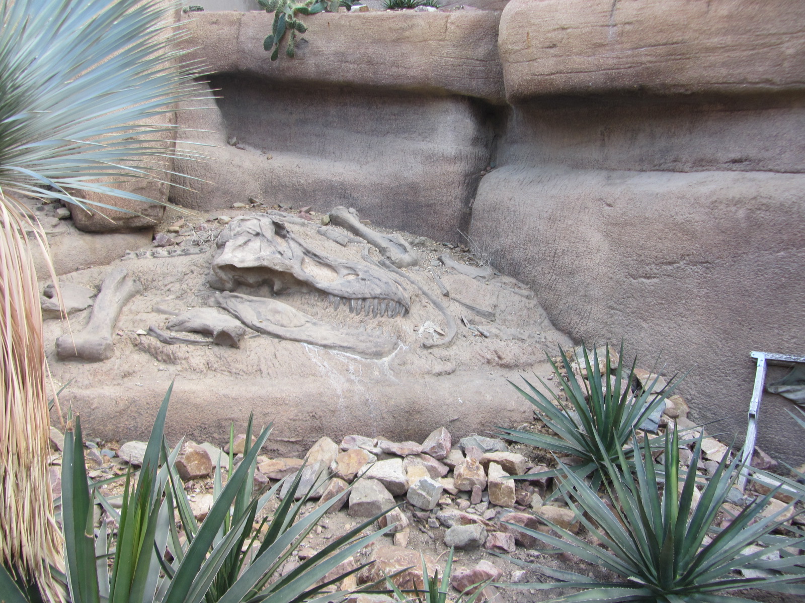 Burgers' Desert - Tyrannosaur excavation