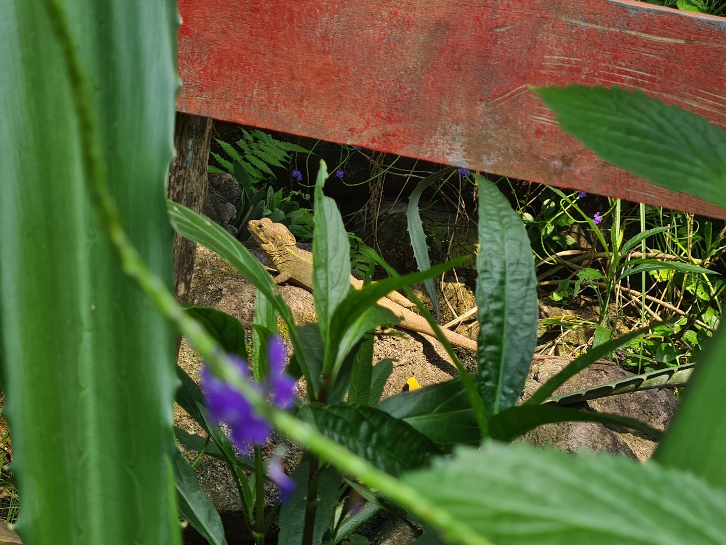 Burgers' Mangrove - Brown basilisk