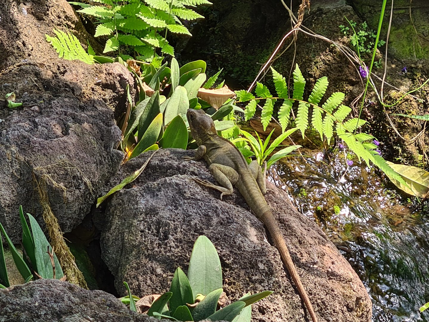 Burgers' Mangrove - Brown basilisk