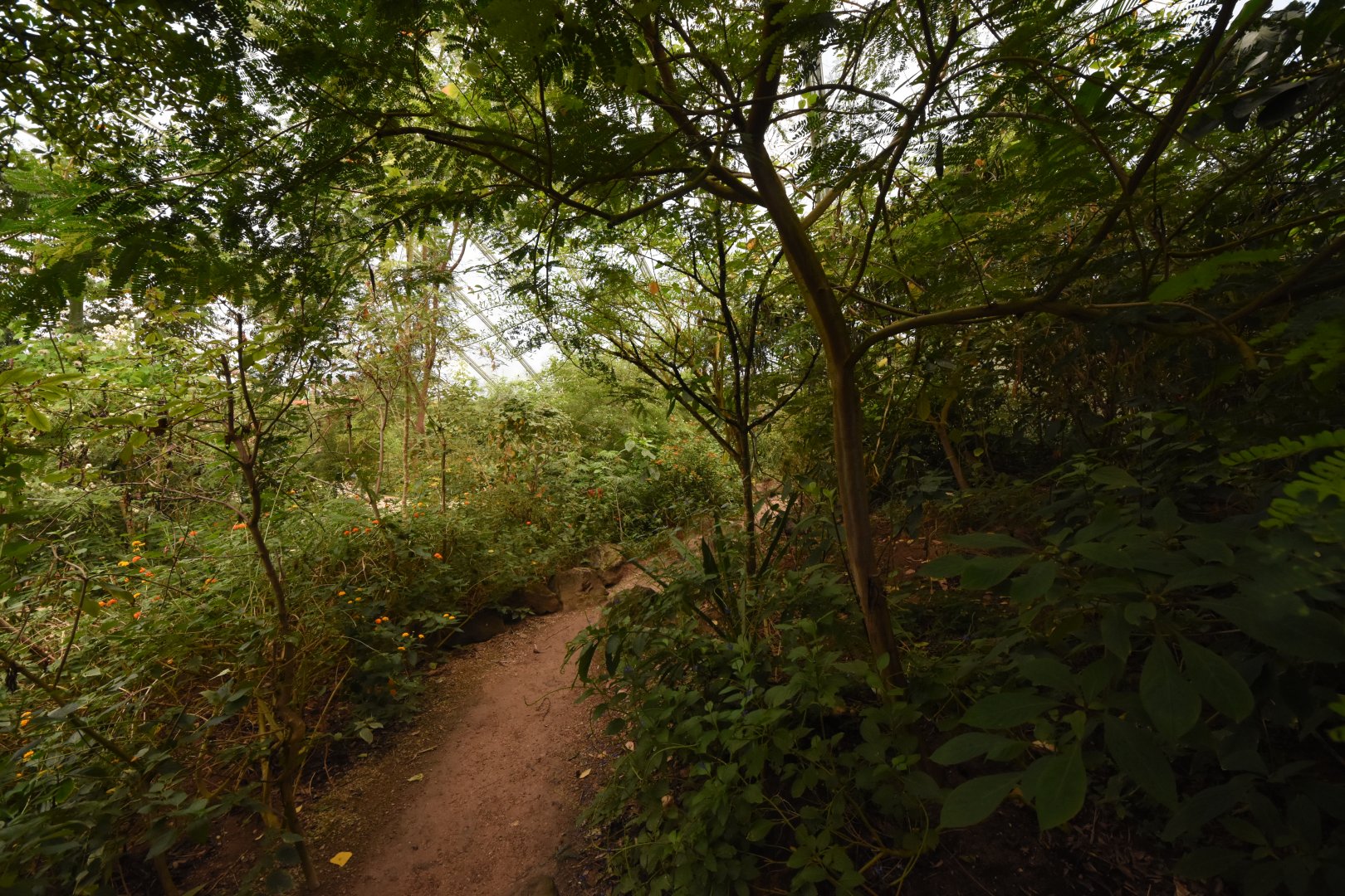 Burgers' Mangrove - Dry forest