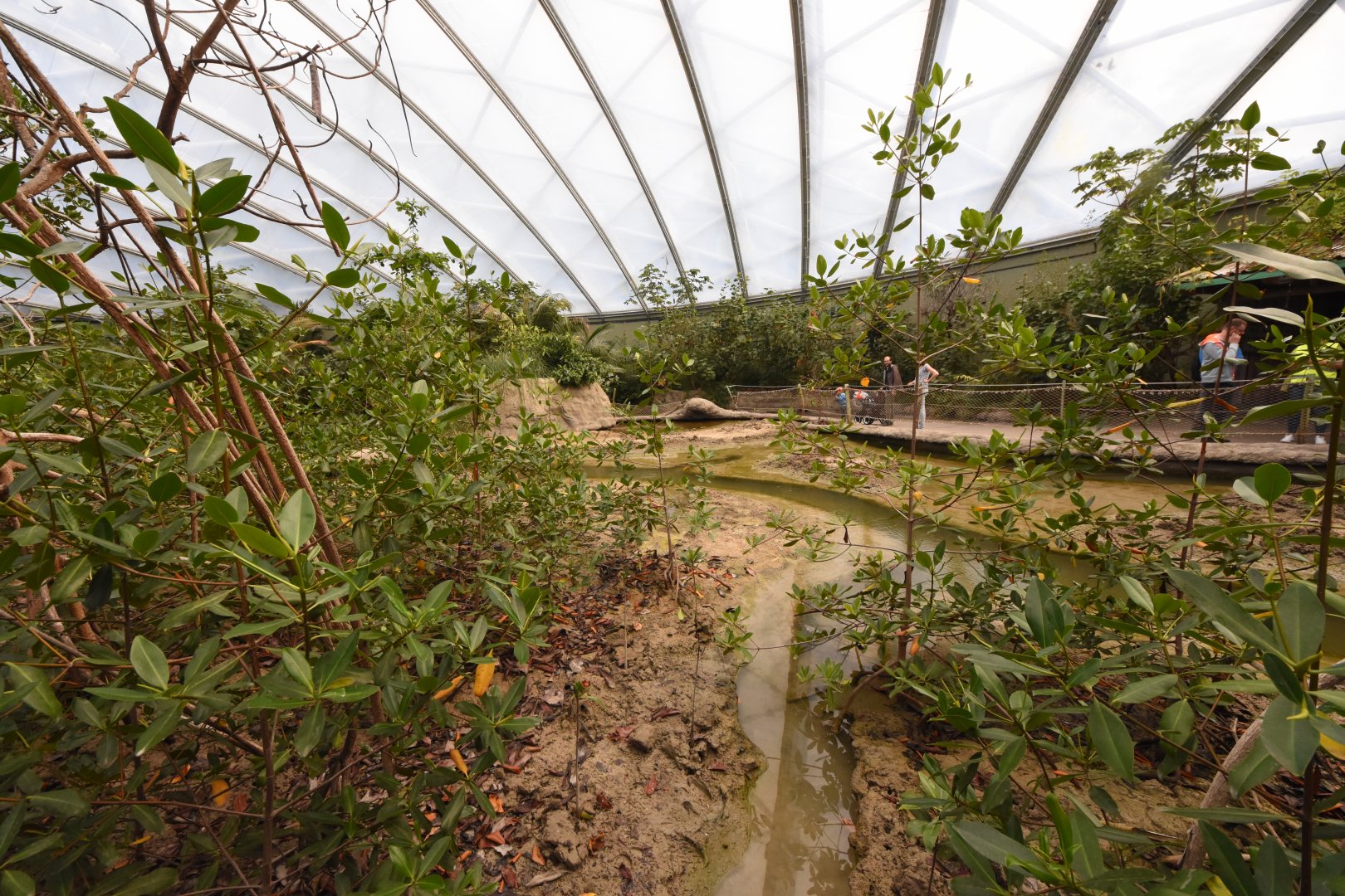Burgers' Mangrove - First view on mudflat