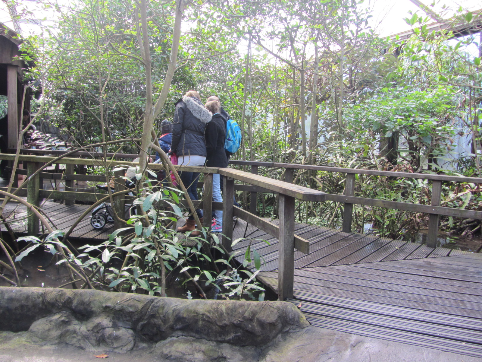 Burgers' Mangrove - General view