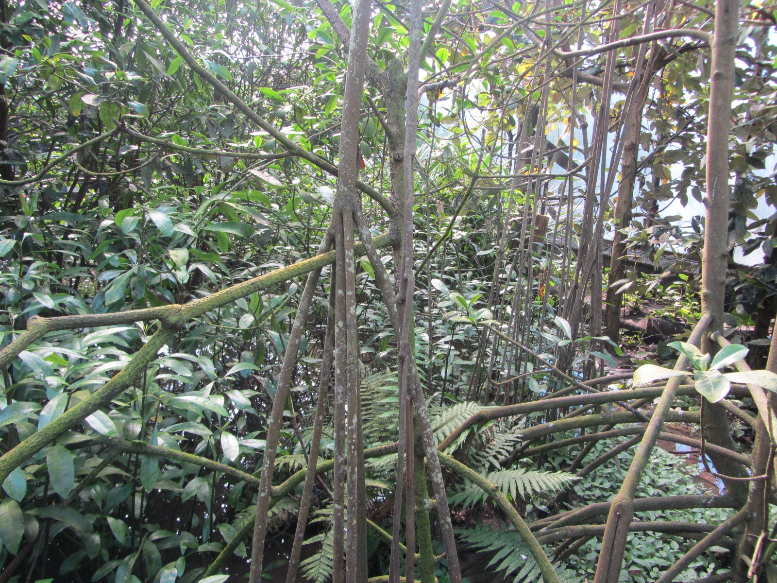 Burgers' Mangrove - General view